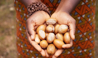 Shea nuts held in 2 hands by lady with ethnic print clothing